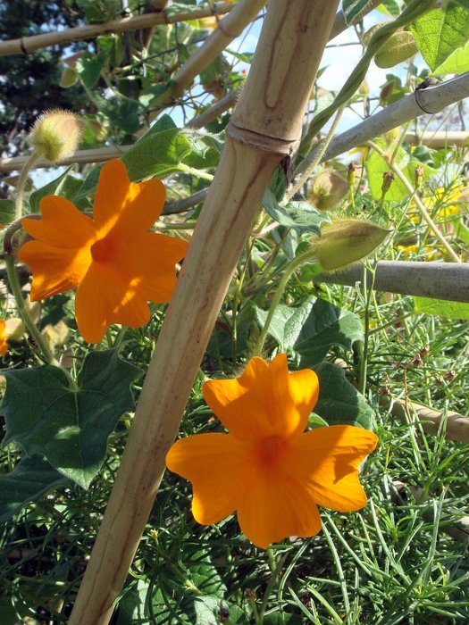 Thunbergia gregorii 'Mango'